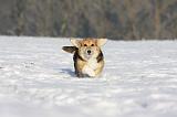 CORGI PEMBROKE 967